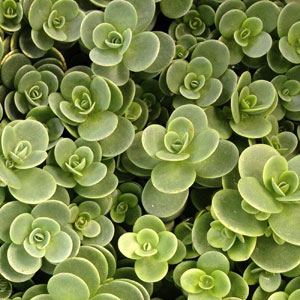 Sedum SunSparkler Lime Zinger