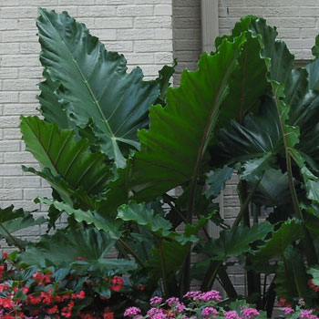 Alocasia Portora