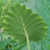Alocasia Portora