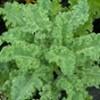 Kale Winterbor