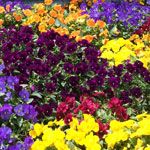 Flintwood Mix Jewel