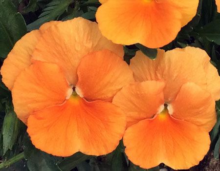 ColorMax Orange Clear