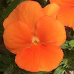 ColorMax Orange Clear