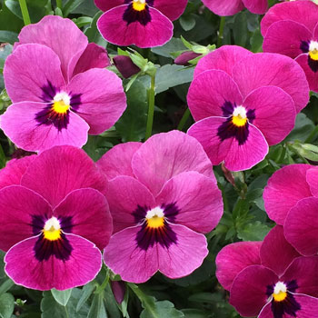 ColorMax Rose Blotch