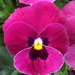 ColorMax Rose Blotch