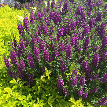 Serenita Purple