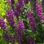Angelonia Serenita Purple
