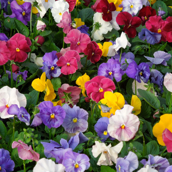 Delta Classic Mix Premium Monet
