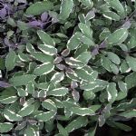 Sage Tri Color