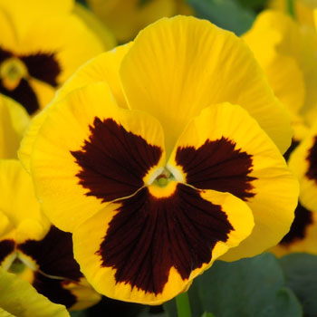 Matrix Yellow Blotch
