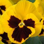 Pansy Matrix Yellow Blotch