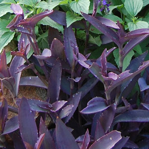 Purple Heart