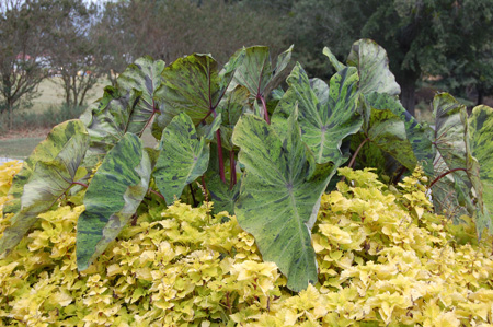 Colocasia - Mojito
