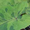 Colocasia - Mojito