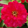 Zahara Double Cherry