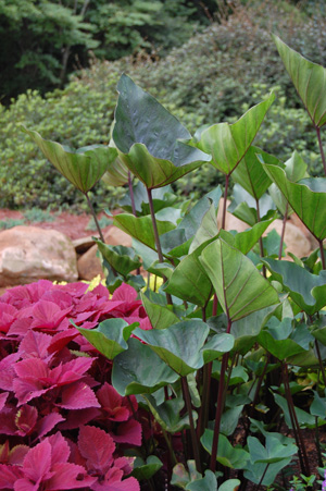 Colocasia - Tea Cup