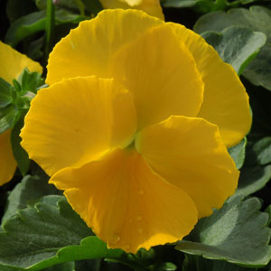 Matrix Yellow