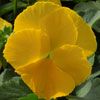 Pansy Matrix Yellow