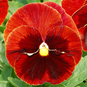 Matrix Red Blotch