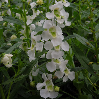 Archangel White