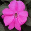 SunPatiens Compact Lilac