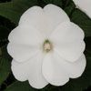SunPatiens Compact Classic White