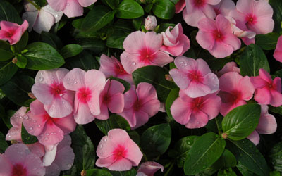 Cora Cascade XDR Strawberry