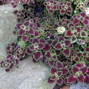 Trailing Lava Rose 