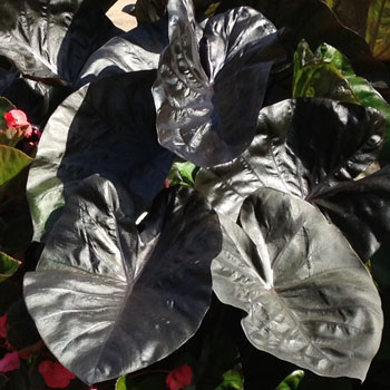 Royal Hawaiian Colocasia Black Coral