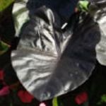 Royal Hawaiian Colocasia Black Coral