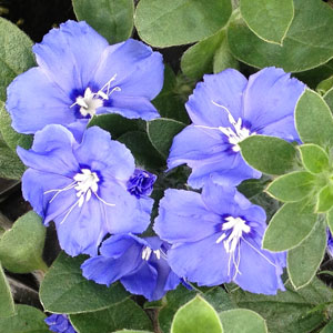 Blue My Mind