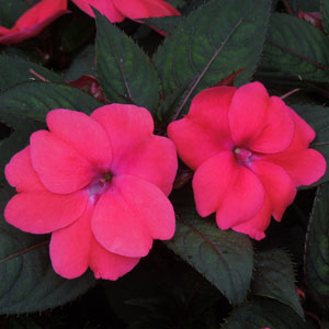 SunPatiens Compact Rose Deep