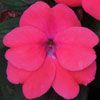 SunPatiens Compact Rose Deep