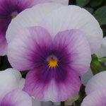 Sorbet XP Orchid Rose Beacon