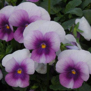 Sorbet XP Orchid Rose Beacon
