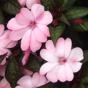SunPatiens Compact Pink Blush