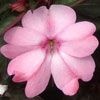 SunPatiens Compact Pink Blush