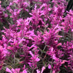 Agastache Rosie Posie