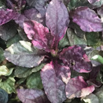 Ajuga Burgundy Glow