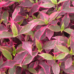 Brazilian Red Hots