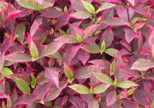 Brazilian Red Hots