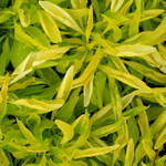 True Yellow