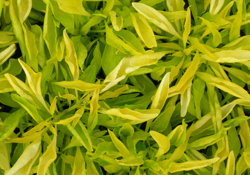 True Yellow
