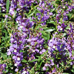 Angelonia Angelmist Spreading Bluebird