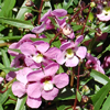 Angelonia Angelmist Spreading Pink