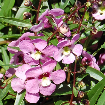 Angelmist Spreading Pink