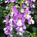 Angelonia Archangel Blue Bicolor