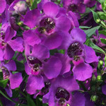 Angelonia Archangel Purple Dark