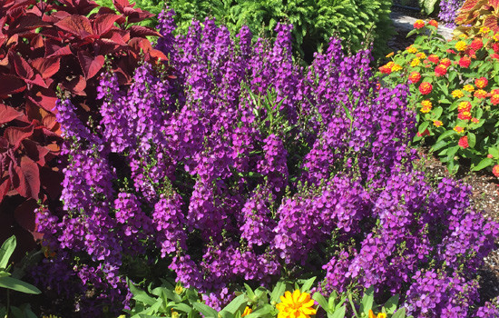 Archangel Purple Dark
