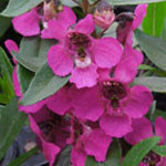 Angelonia Archangel Raspberry